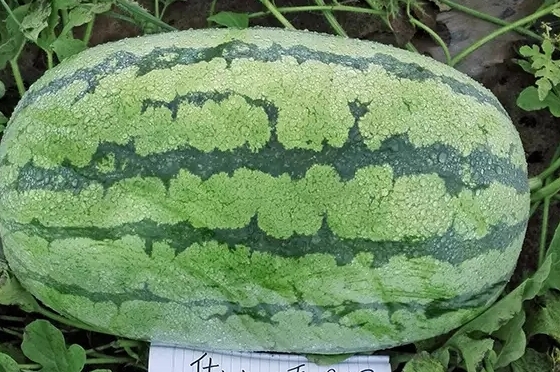 西瓜只為夏天而生嗎？
